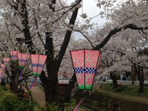 Cherry Blossom Season