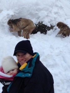 Snow monkeys in Nagano