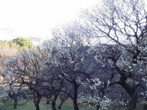 Plum blossoms at the Imperial Palace